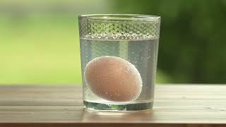 Kid Experiments |Bouncy Egg
