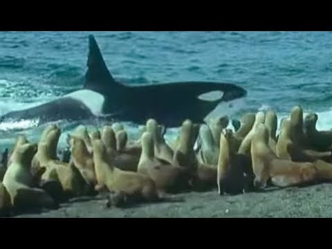 Killer Whales vs Sea Lions | Attenborough: Trials of Life | BBC Earth