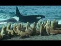 Killer Whales Vs Sea Lions Attenborough Trials Of Life BBC Earth