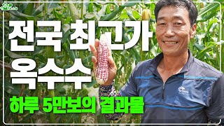 전국 최고가 옥수수 ㅣ 하루 5만보를 걸어다닌 결과물 ㅣ 미흑찰옥수수