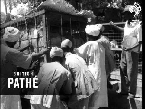 Animals By Air (1951)