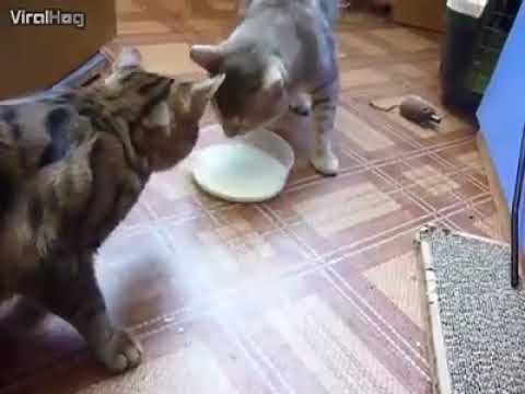 cats lovers # fight# friends#friendship #catslovers