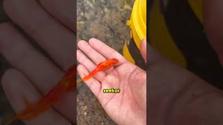 Download lagu The Yellow Bucket in Action, You Won’t Believe What It Found! 😱 mp3 Download lagu The Yellow Bucket in Action, You Won’t Believe What It Found! 😱 mp3