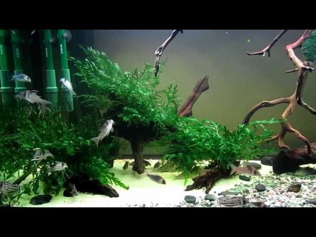 CORYDORAS TANK UPDATE:  NEW COMERS C. EQUES!!!