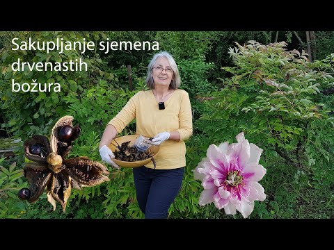 Sakupljanje sjemena drvenastih božura