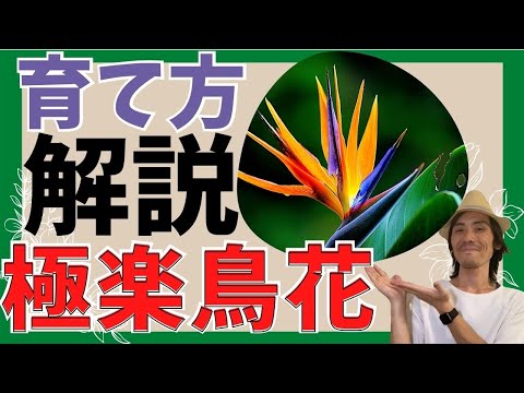 園芸 白いストレリチア、白い極楽鳥、白い花が咲く野生バナナ、ケープワイルドバナナ