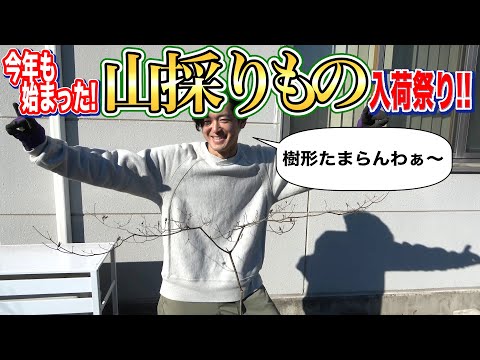 ウィンターグリーン イボタノキ 'Atrovirens' 植物