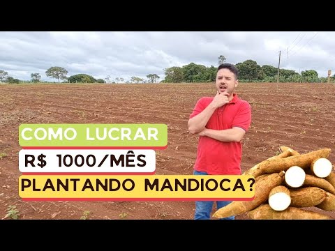 Quanto custa plantar mandioca? Como faturar com plantação de mandioca e ganhar 3x mais?