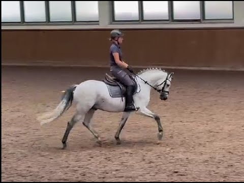 Django, v. Del Piero - Fernet, DR, Hengst, gekört * 2019