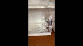 ベタ　カメラ目線