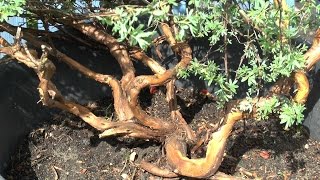 preview picture of video 'Bonsai, make a new Bonsai - Potentilla, Fünffingerstrauch Teil 2'