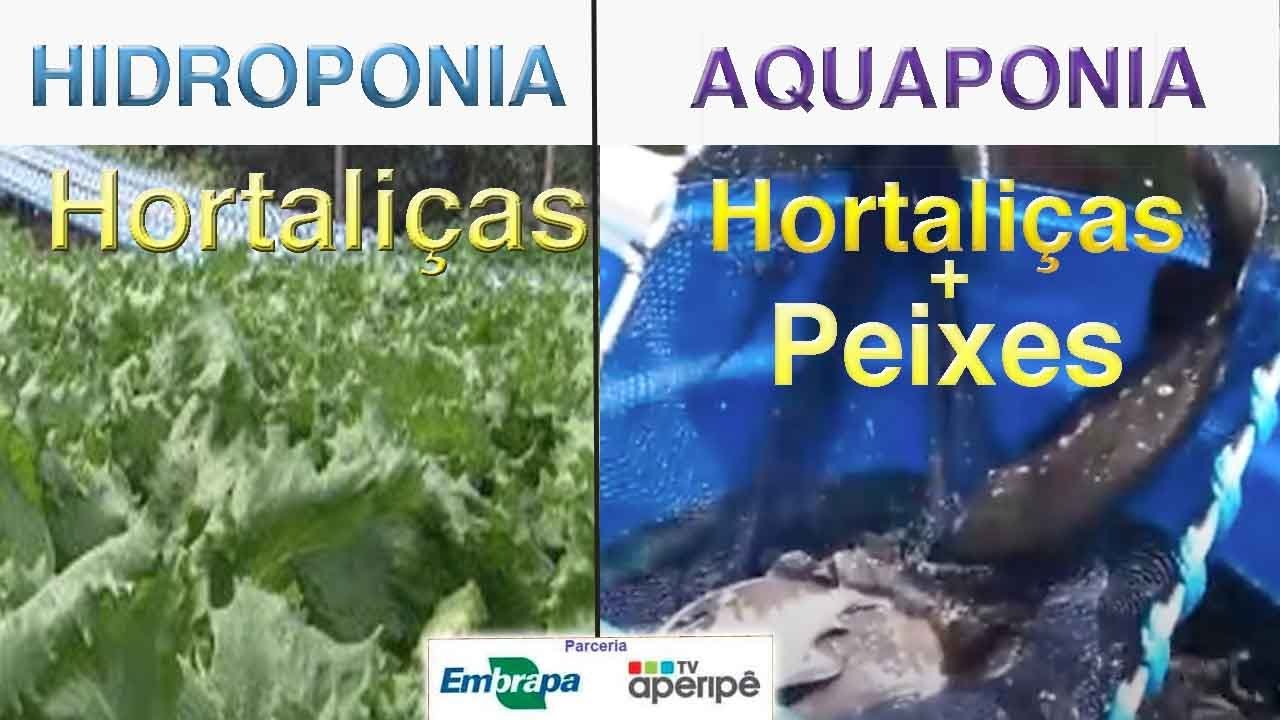 Da hidroponia para aquaponia