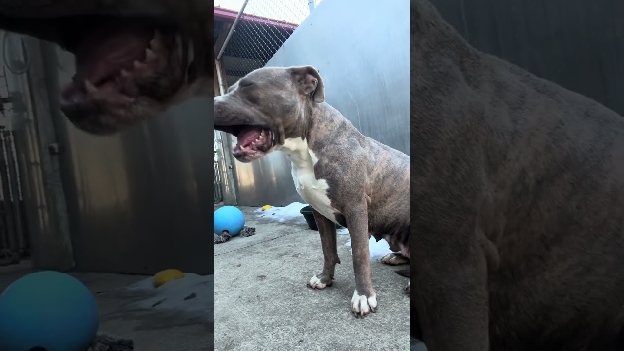 Enlarge Lucetta, a ADOPTABLE Pit Bull Terrier in Chicago, IL video 5/5