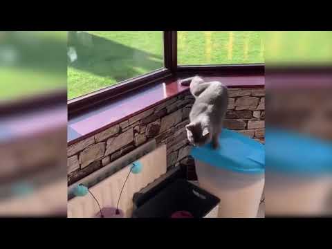 CUTE CAT 🥰🥰🥰🥰🥰