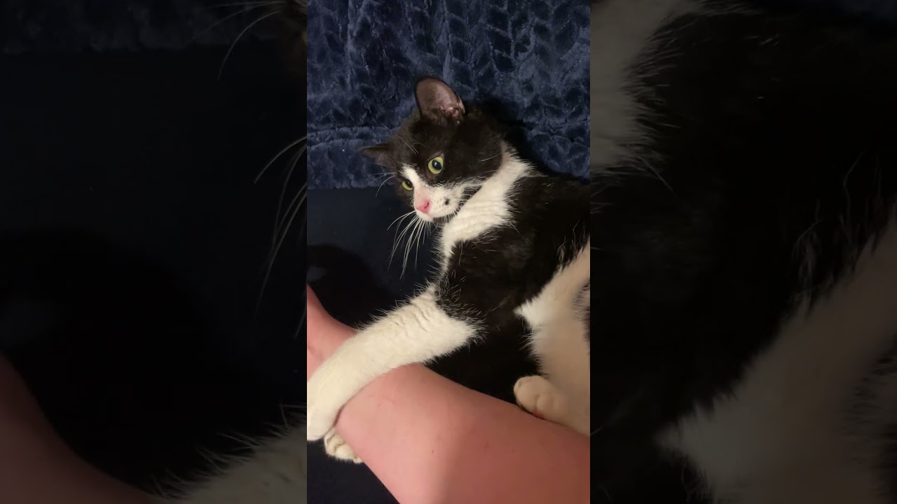 Monroe, an adopted Domestic Short Hair in Mississauga, ON video 6/6
