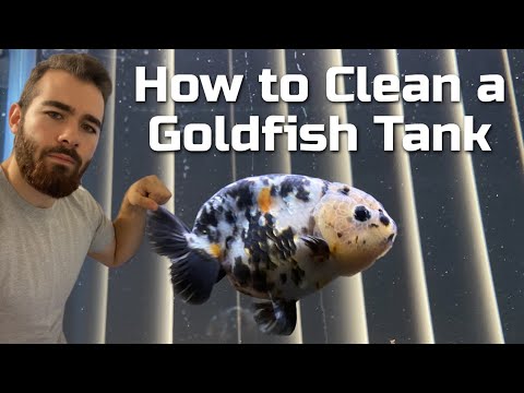HOW TO CLEAN A GOLDFISH TANK - Staring Mr. Cow