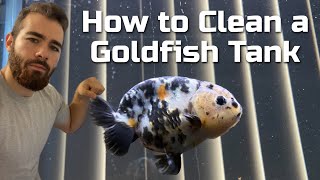 HOW TO CLEAN A GOLDFISH TANK - Staring Mr. Cow