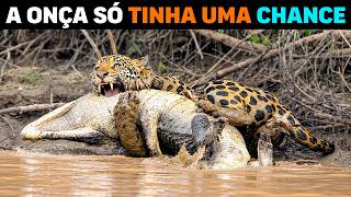 🚨 Por isso o PANTANAL é AINDA PIOR que a Amazônia