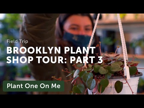 Brooklyn Plant Shop Tour: Geometry Gardens (3/6) — Ep. 220