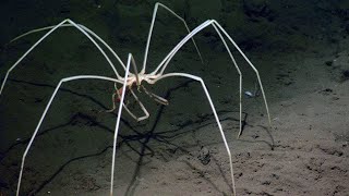 The Most Terrible Deep Sea Creatures You&#39;ve Never Seen Before