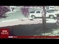 Super Cat Saves Boy From Dog Attack In California BBC News