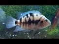 Convict cichlid best tank mates - what fish can you have with convict cichlids