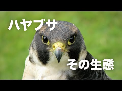 Ploceus philippinus のメス