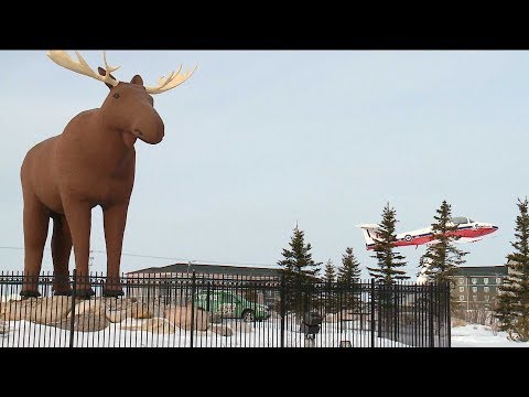 Canada, Norway reach truce over the world's tallest moose