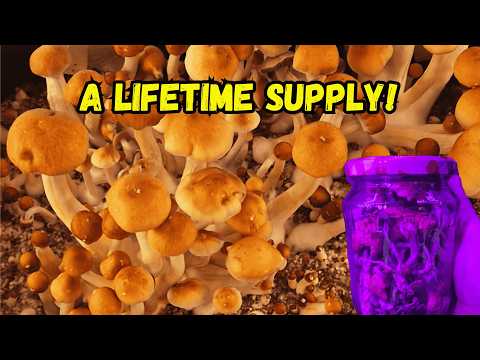 How to Grow Mushrooms from Start to Finish for Under €100