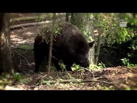 Darz Bór zapowiedź odcinka 147