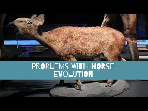 The Problems with Horse Evolution |Eohippus