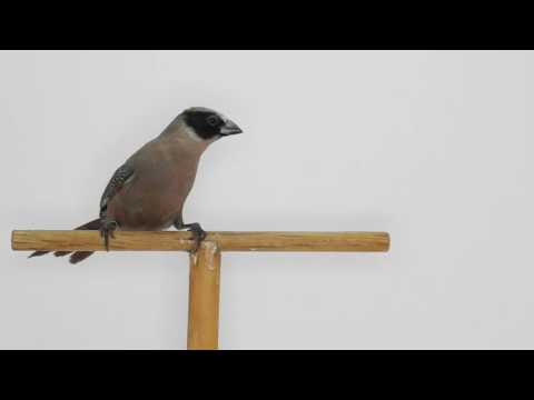 Astrild čiernolíci (Estrilda erythronotos) — video o speve a chove