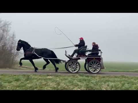 Stal Okkema's Doeke - Michiel x Dries - Gelding - 2017 - 1.63m