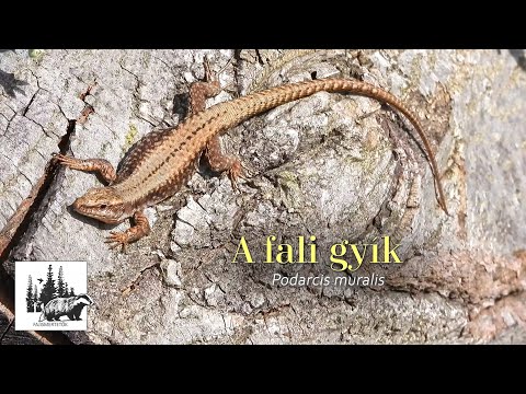 Fali gyík