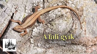 Fali gyík – fajismertető videó