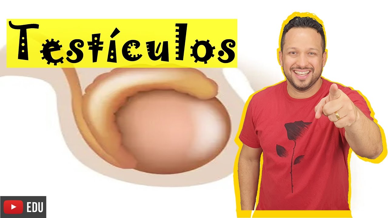 Testículos - Gônadas Masculinas - Hormônios e Funções - Sistema Endócrino - Aula 10