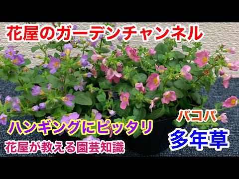 園芸 バルコニー バコパ、観賞用バコパ