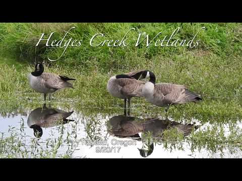 Geese Honk and Take Off