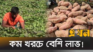 জাপানি জাতের মিষ্টি আলুতে ভাগ্য বদলাচ্ছে শেরপুরের কৃষকদের