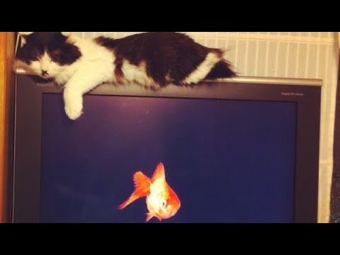 gutter - mallbangs (intro loop)