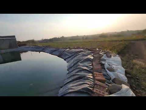 Mango plants Nursery Shree Chamunda