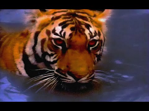 Cyrus Nyx - Earn Yuh Stripes (Official Lyric Video)