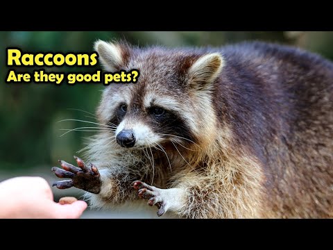 ペットとしてのアライグマ：アライグマをペットとして飼うことの長所と短所