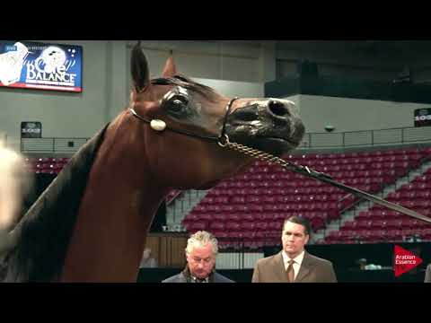 N.229 GP BLUE IVY - LAS VEGAS 2019 - Arabian World Cup Senior Breeding Mares (Class 114).mp4