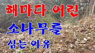 매년 어린 소나무를 심는 이유
