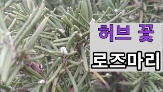 (허브꽃) 로즈마리 죽이지않고 키우는법 허브활용법