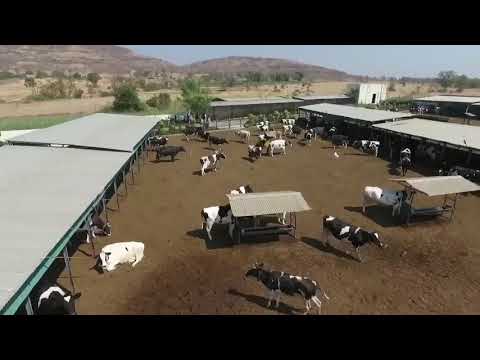 URJA Gir Cow Farm Video Premium Untouched Single source Milk!!