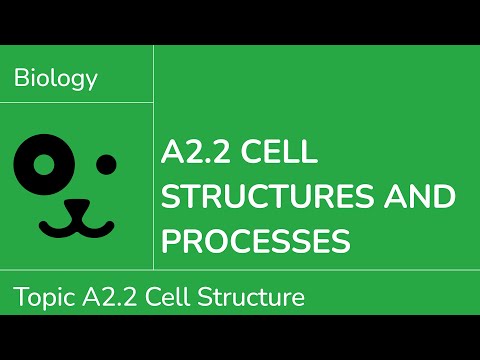 A2.2 Cell Structures and Processes [IB Biology SL/HL]
