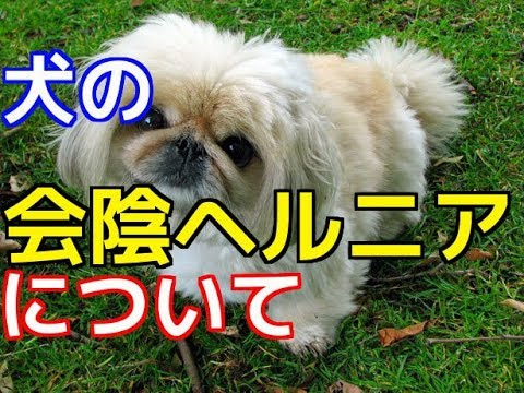 犬の会陰ヘルニア:診断と治療 - 犬の会陰ヘルニア:それは何ですか