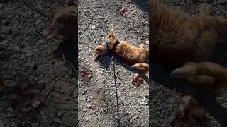 RVing with cats - sunbathing East Tennessee style #rvcat #rvlife #fulltimerv